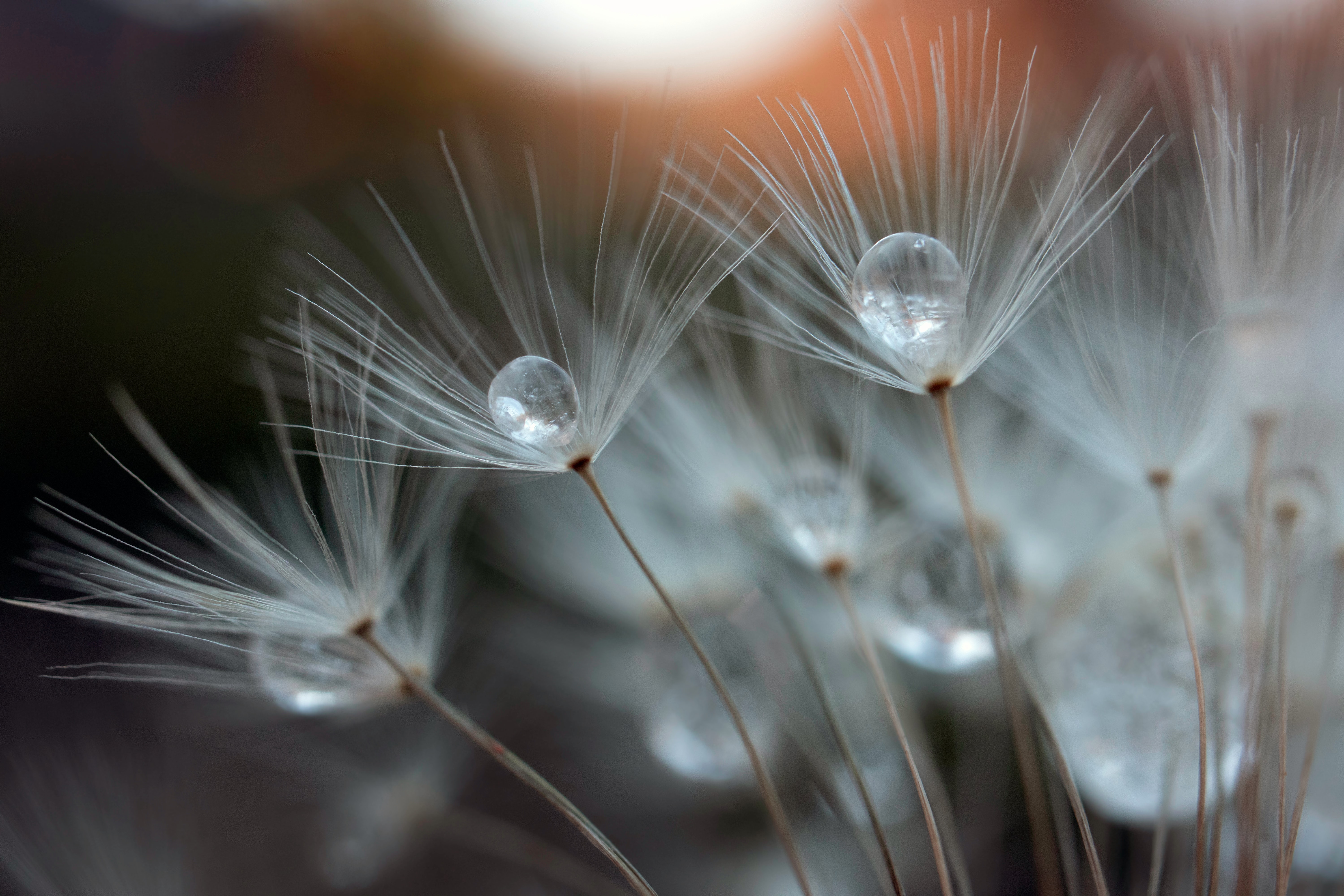 Dandelion with water